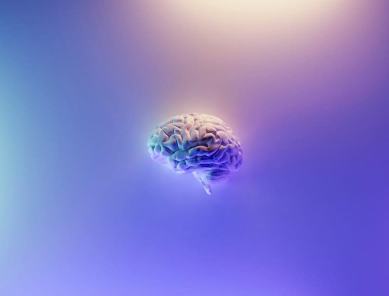 Brain function
