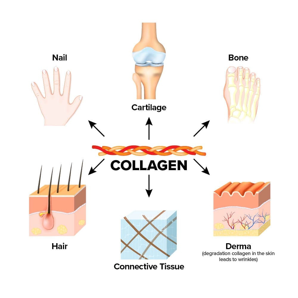 CollagenActiv